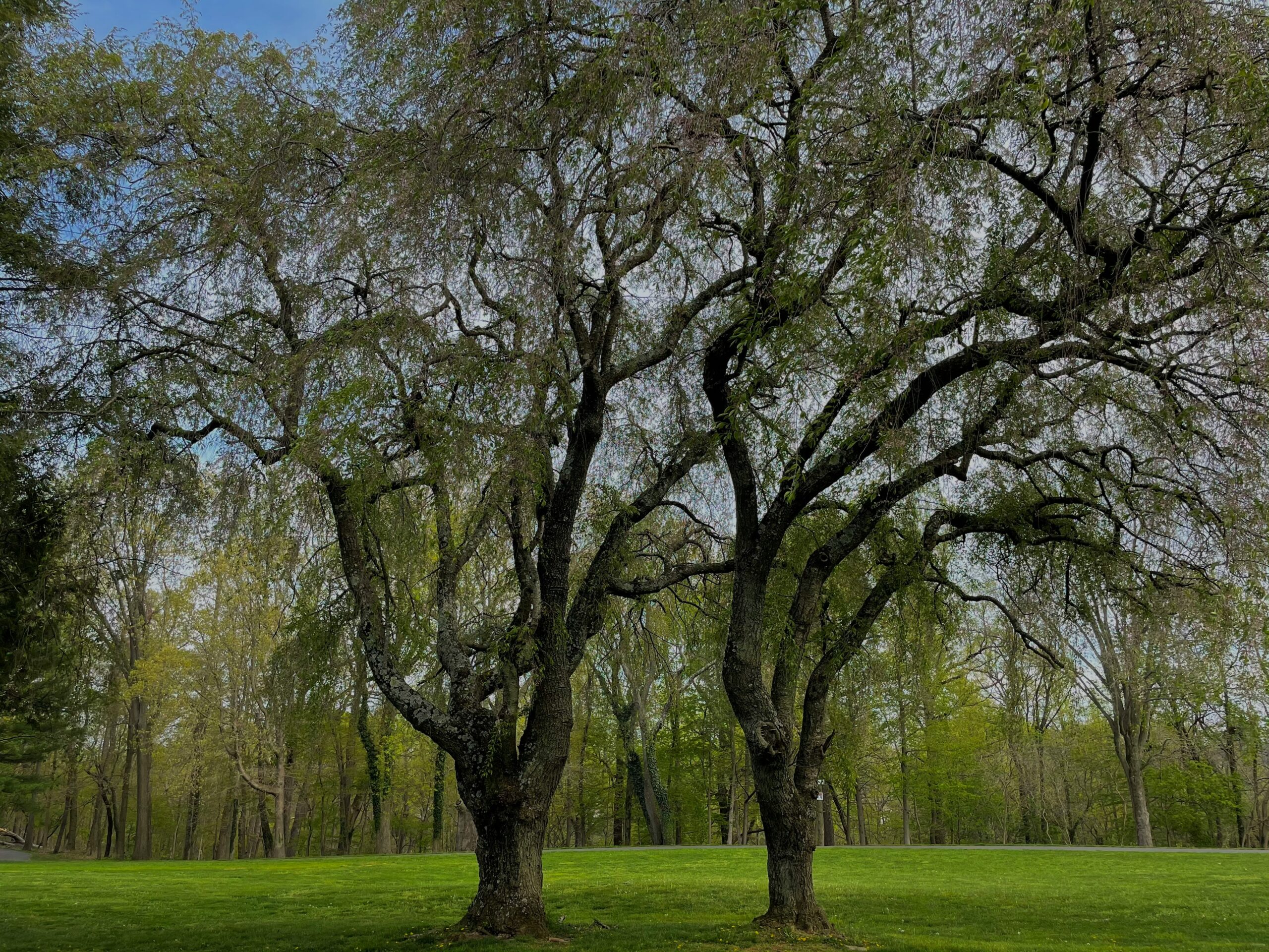 praswin-prakashan-sksrDUecfXI-unsplash Two trees with interconnected roots representing relational attachment styles